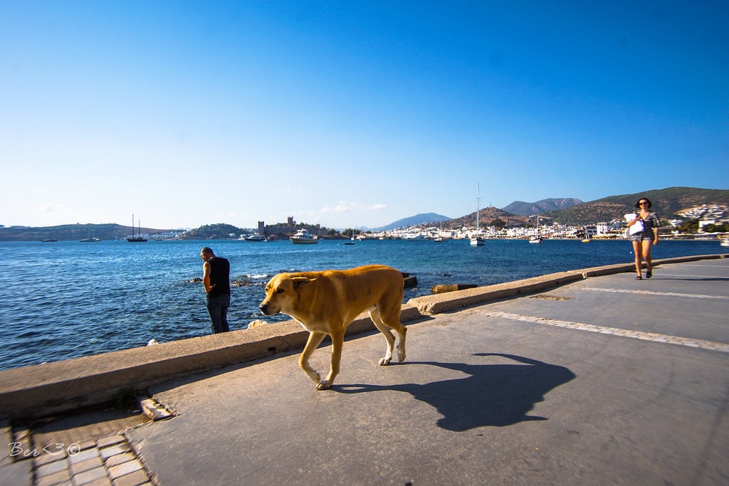 Food in Bodrum: an honest baseline before you book